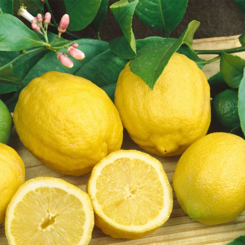 images/1715673817206lemon fruit.jpg